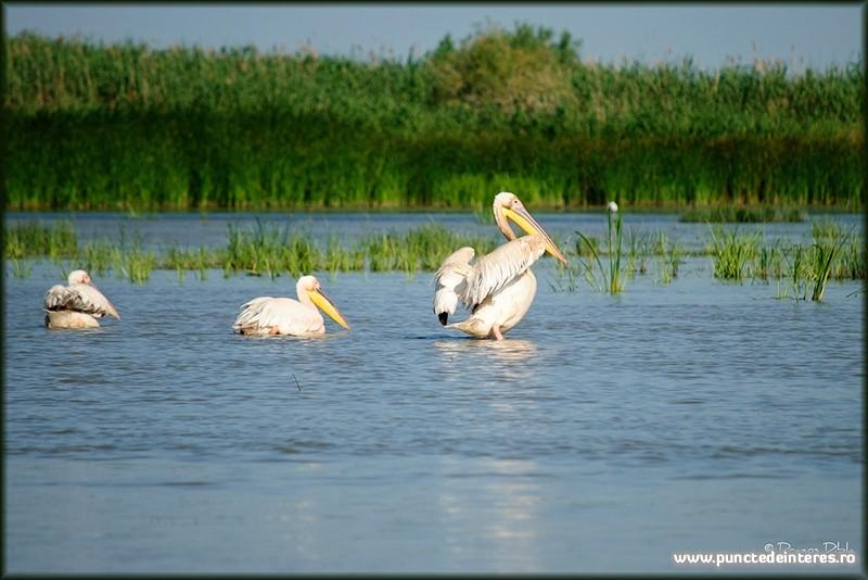 Pelicani pe insula Sahalin